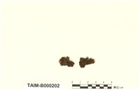 藏品(鳳尾苔屬)的圖片